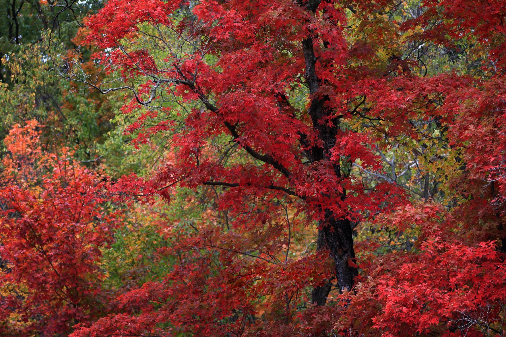 Fall foliage on the Great River Road in Pere Marquette State Park